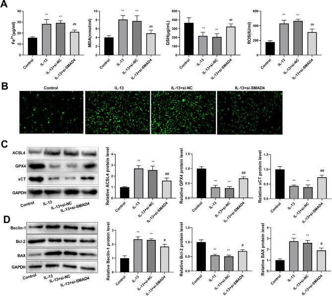 https://cdn.ncbi.nlm.nih.gov/pmc/blobs/431b/11622552/d24abfe0afd0/12931_2024_3052_Fig4_HTML.jpg