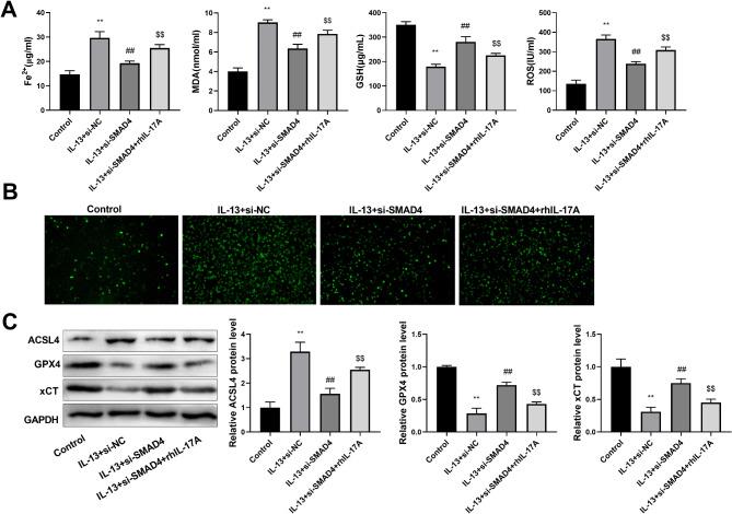 https://cdn.ncbi.nlm.nih.gov/pmc/blobs/431b/11622552/f621b2e6cd23/12931_2024_3052_Fig7_HTML.jpg