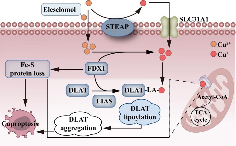 https://cdn.ncbi.nlm.nih.gov/pmc/blobs/431b/11977383/cd9231aaeb63/cdr-8-15.fig.3.jpg
