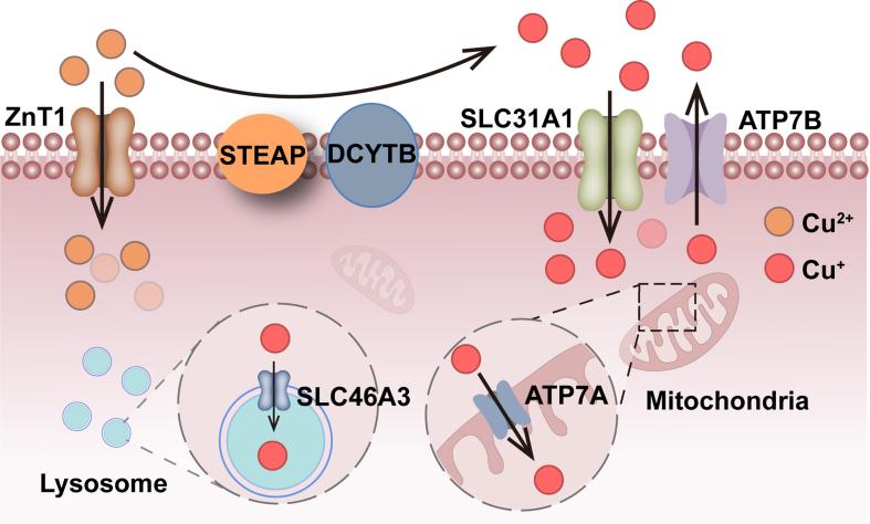 https://cdn.ncbi.nlm.nih.gov/pmc/blobs/431b/11977383/d172de1bee4e/cdr-8-15.fig.1.jpg