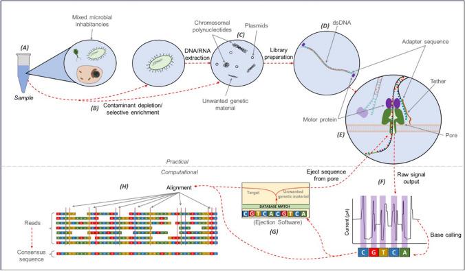 https://cdn.ncbi.nlm.nih.gov/pmc/blobs/4325/10067523/b7e825b37b13/408_2023_612_Fig1_HTML.jpg