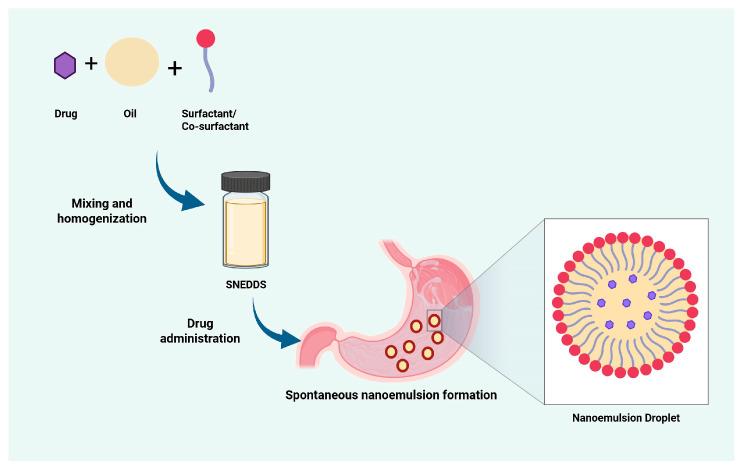 https://cdn.ncbi.nlm.nih.gov/pmc/blobs/4327/12195909/36d6017bf226/pharmaceutics-17-00701-g001.jpg