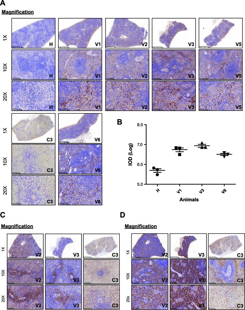 https://cdn.ncbi.nlm.nih.gov/pmc/blobs/4327/9327683/71512aeae446/jvi.00329-22-f010.jpg