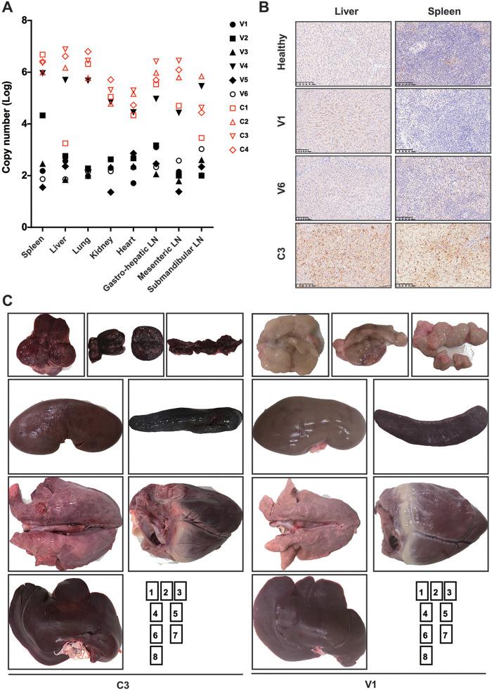 https://cdn.ncbi.nlm.nih.gov/pmc/blobs/4327/9327683/d3ab135284ae/jvi.00329-22-f004.jpg