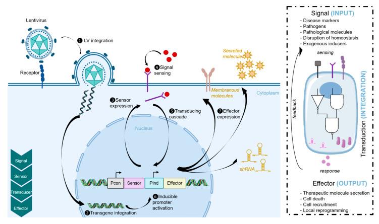 https://cdn.ncbi.nlm.nih.gov/pmc/blobs/4328/7764518/0040543fdd46/viruses-12-01427-g002.jpg