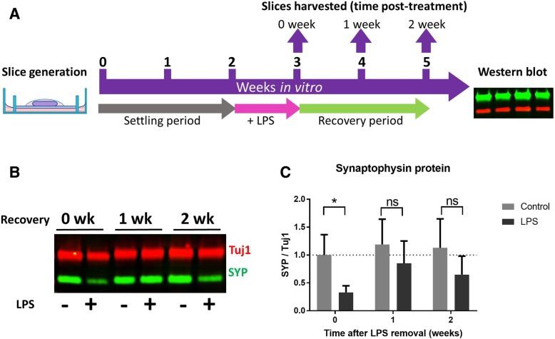 https://cdn.ncbi.nlm.nih.gov/pmc/blobs/4329/6525970/150564e2ee3f/12974_2019_1490_Fig6_HTML.jpg