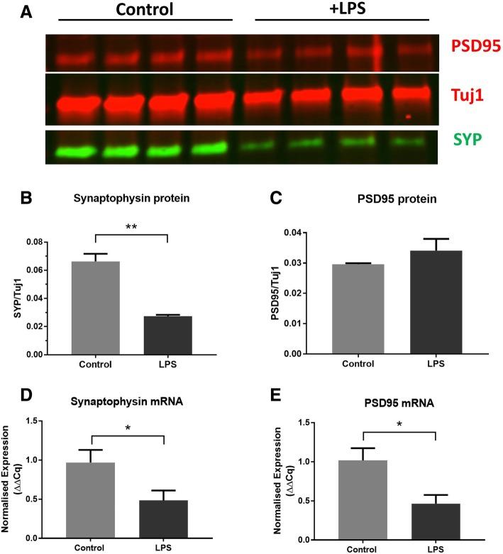 https://cdn.ncbi.nlm.nih.gov/pmc/blobs/4329/6525970/e1d35c1089f4/12974_2019_1490_Fig1_HTML.jpg