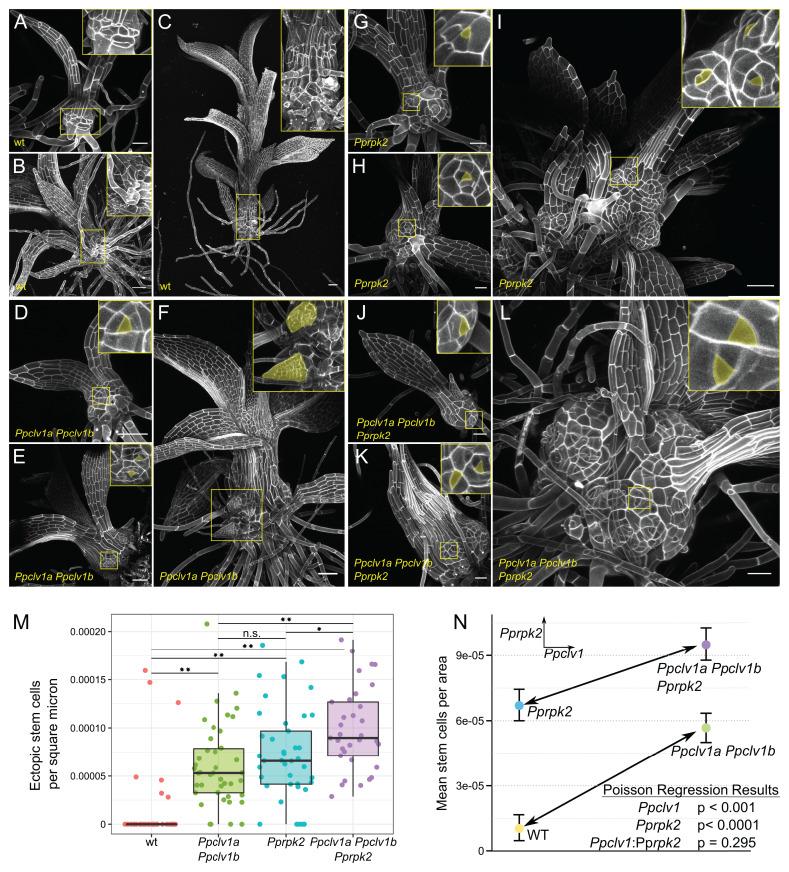 https://cdn.ncbi.nlm.nih.gov/pmc/blobs/4330/9168927/6fede9b9b02a/pnas.2116860119fig01.jpg