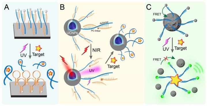 https://cdn.ncbi.nlm.nih.gov/pmc/blobs/4332/12190585/c3c4447b0ef7/biosensors-15-00336-g003.jpg