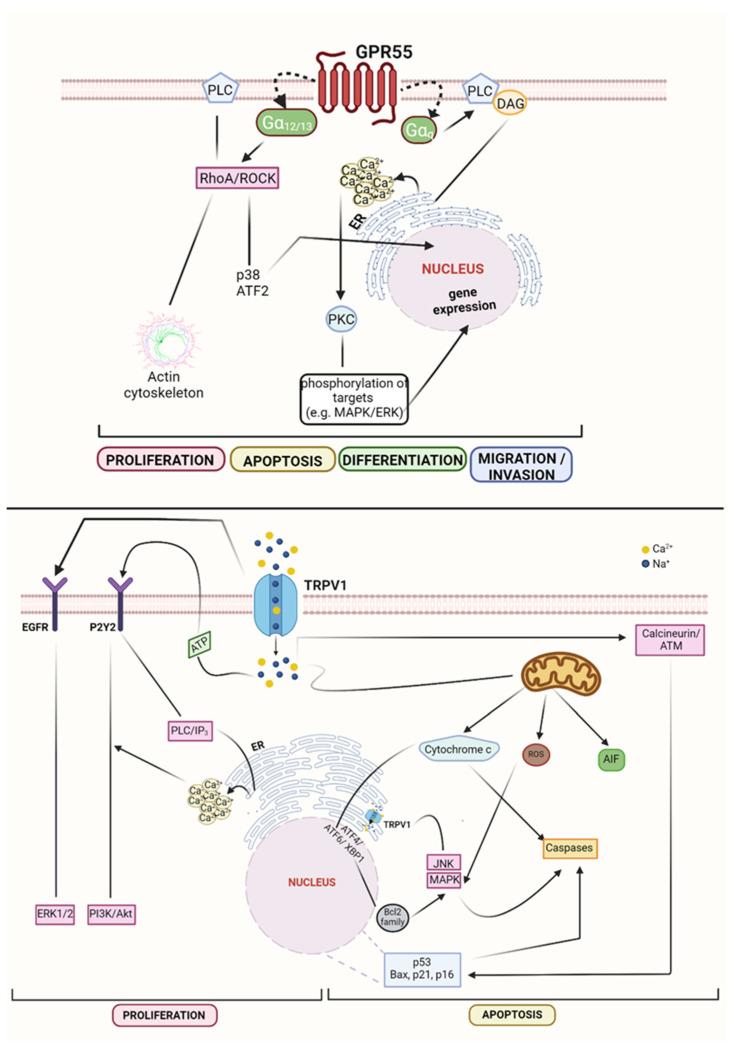https://cdn.ncbi.nlm.nih.gov/pmc/blobs/4333/8699381/13eaf052cd83/cells-10-03396-g003.jpg