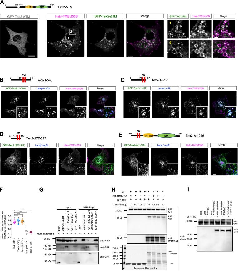 https://cdn.ncbi.nlm.nih.gov/pmc/blobs/4336/9930140/4d6a6c58d7e3/JCB_202205133_Fig3.jpg