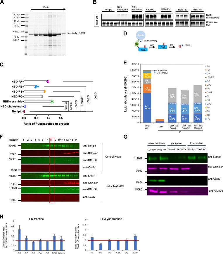 https://cdn.ncbi.nlm.nih.gov/pmc/blobs/4336/9930140/5086a8849c56/JCB_202205133_Fig9.jpg