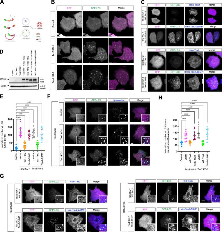 https://cdn.ncbi.nlm.nih.gov/pmc/blobs/4336/9930140/ddb1b8ad460e/JCB_202205133_Fig8.jpg