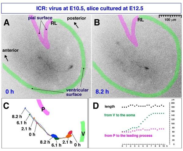 https://cdn.ncbi.nlm.nih.gov/pmc/blobs/4338/2942860/abe1e2f1fc15/1749-8104-5-23-4.jpg