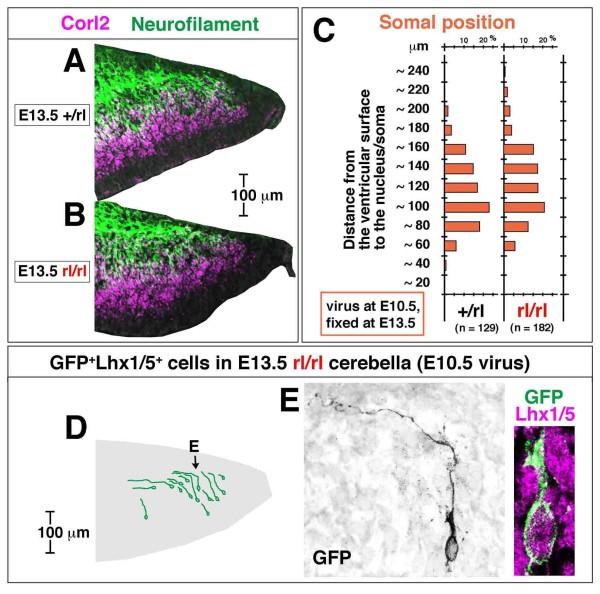 https://cdn.ncbi.nlm.nih.gov/pmc/blobs/4338/2942860/cb65318112f9/1749-8104-5-23-7.jpg