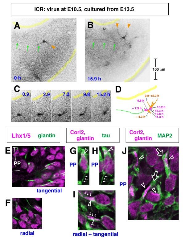 https://cdn.ncbi.nlm.nih.gov/pmc/blobs/4338/2942860/f2970fce3eee/1749-8104-5-23-11.jpg