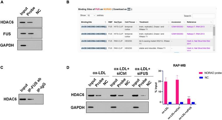 https://cdn.ncbi.nlm.nih.gov/pmc/blobs/4338/8301222/0d9c325253c3/fcell-09-701628-g003.jpg