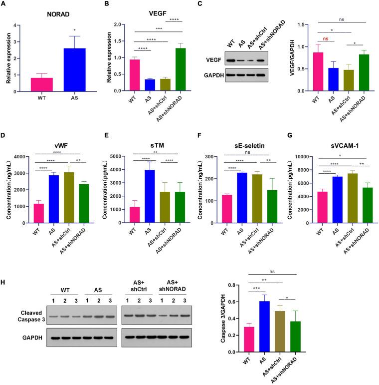 https://cdn.ncbi.nlm.nih.gov/pmc/blobs/4338/8301222/62bdef729065/fcell-09-701628-g007.jpg