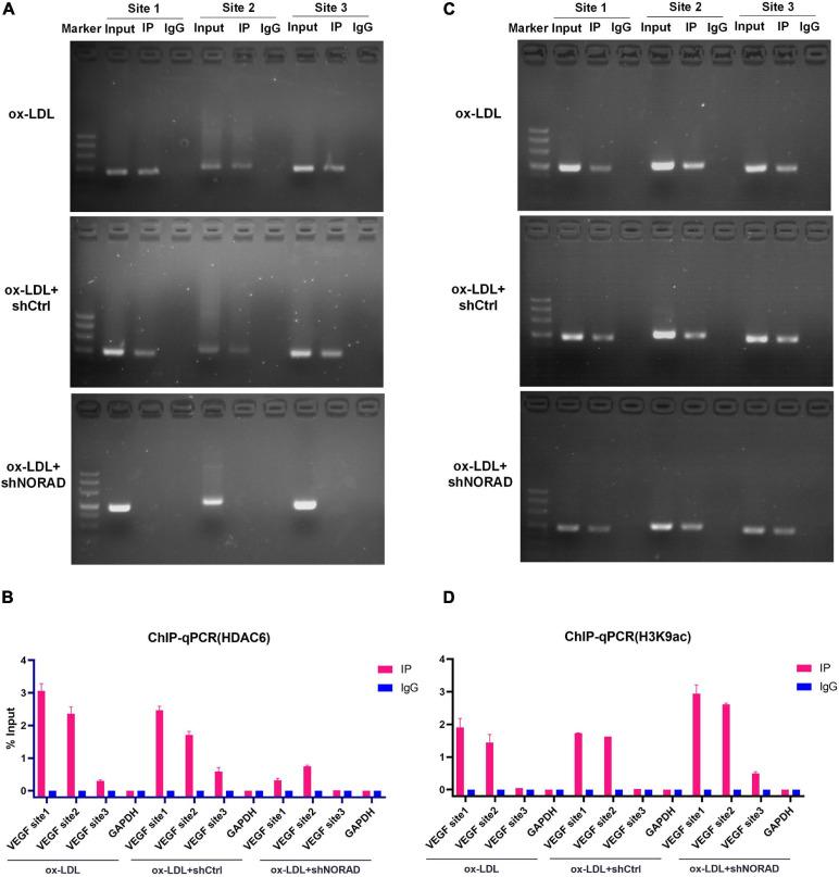 https://cdn.ncbi.nlm.nih.gov/pmc/blobs/4338/8301222/a05e4815a940/fcell-09-701628-g005.jpg