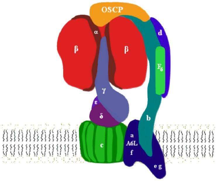 https://cdn.ncbi.nlm.nih.gov/pmc/blobs/433b/4057687/c5ada660ce38/ijms-15-07513f1.jpg