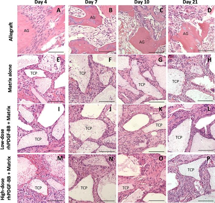 https://cdn.ncbi.nlm.nih.gov/pmc/blobs/433e/8717117/ca80bc160f6f/JSP2-4-e1173-g003.jpg