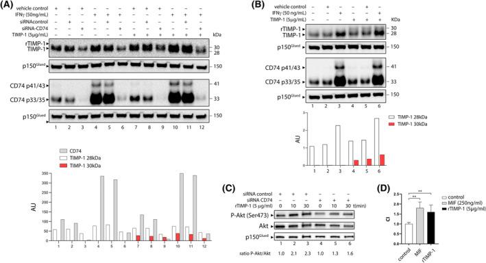 https://cdn.ncbi.nlm.nih.gov/pmc/blobs/4341/10399710/4f64bcc60b0e/MOL2-17-1595-g002.jpg