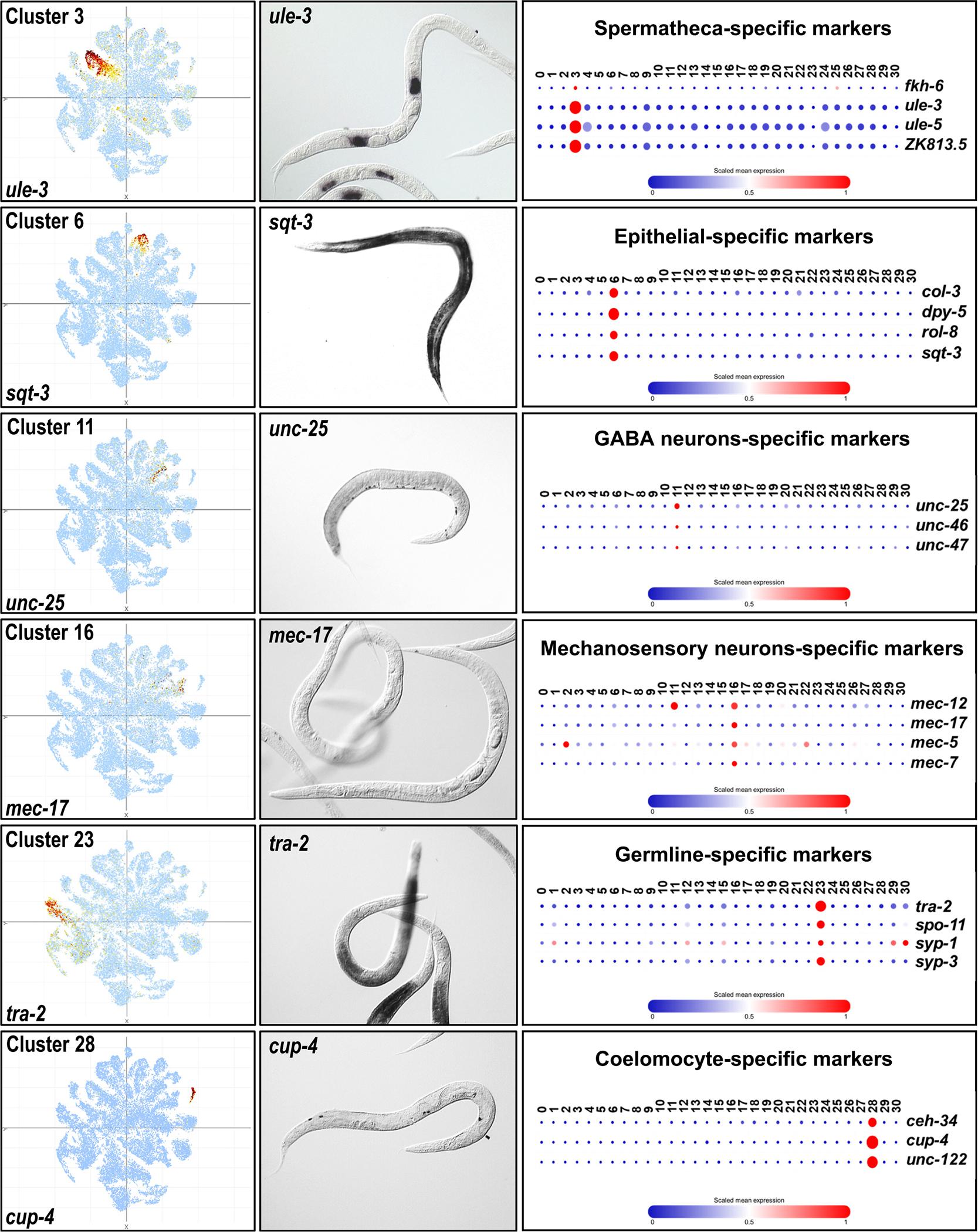 https://cdn.ncbi.nlm.nih.gov/pmc/blobs/4343/10592506/8b0f10bc4d56/nihms-1912760-f0003.jpg