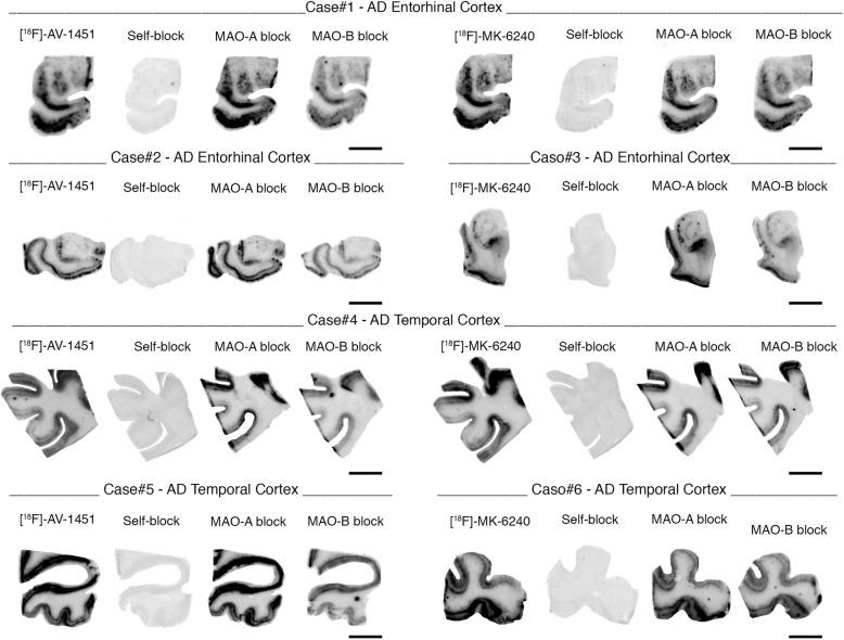 https://cdn.ncbi.nlm.nih.gov/pmc/blobs/4346/6410510/441869fa2b31/40478_2019_686_Fig5_HTML.jpg