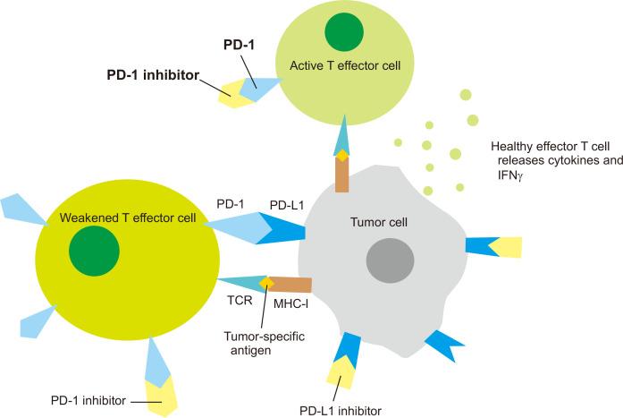 https://cdn.ncbi.nlm.nih.gov/pmc/blobs/4347/7523034/1c707aa6df18/JCP-25-127-f2.jpg