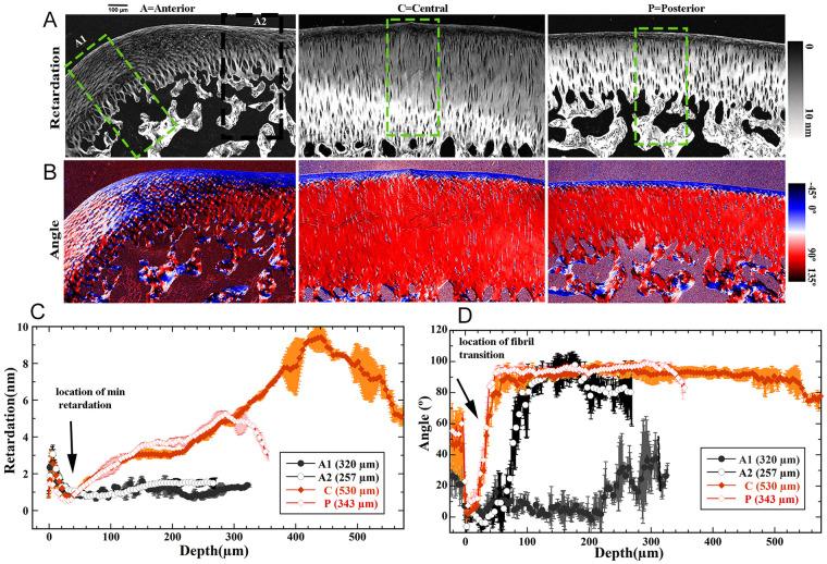 https://cdn.ncbi.nlm.nih.gov/pmc/blobs/434f/9137317/c0c44dbcd56a/10.1177_19476035221085143-fig5.jpg