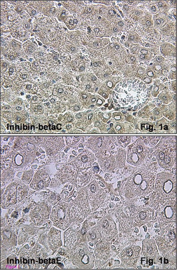 https://cdn.ncbi.nlm.nih.gov/pmc/blobs/4350/3002354/38cc316996e8/1477-7827-8-143-1.jpg