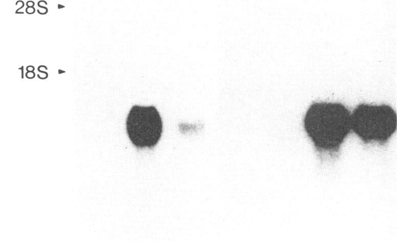 https://cdn.ncbi.nlm.nih.gov/pmc/blobs/4353/282196/a96192a9d688/pnas00298-0376-a.jpg