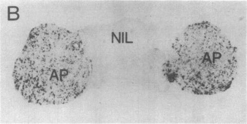 https://cdn.ncbi.nlm.nih.gov/pmc/blobs/4353/282196/c469cf2acdbd/pnas00298-0377-b.jpg