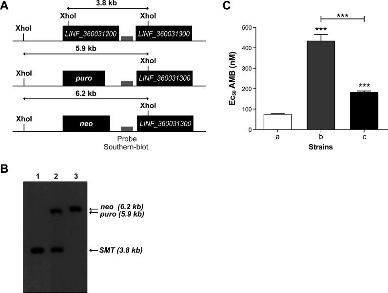 https://cdn.ncbi.nlm.nih.gov/pmc/blobs/4357/11253630/297045342682/mbio.00477-24.f007.jpg