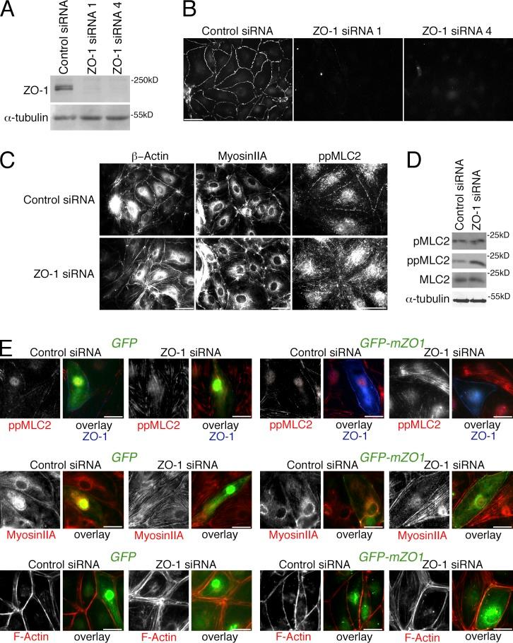 https://cdn.ncbi.nlm.nih.gov/pmc/blobs/4358/4362456/1214127b7a76/JCB_201404140_Fig1.jpg