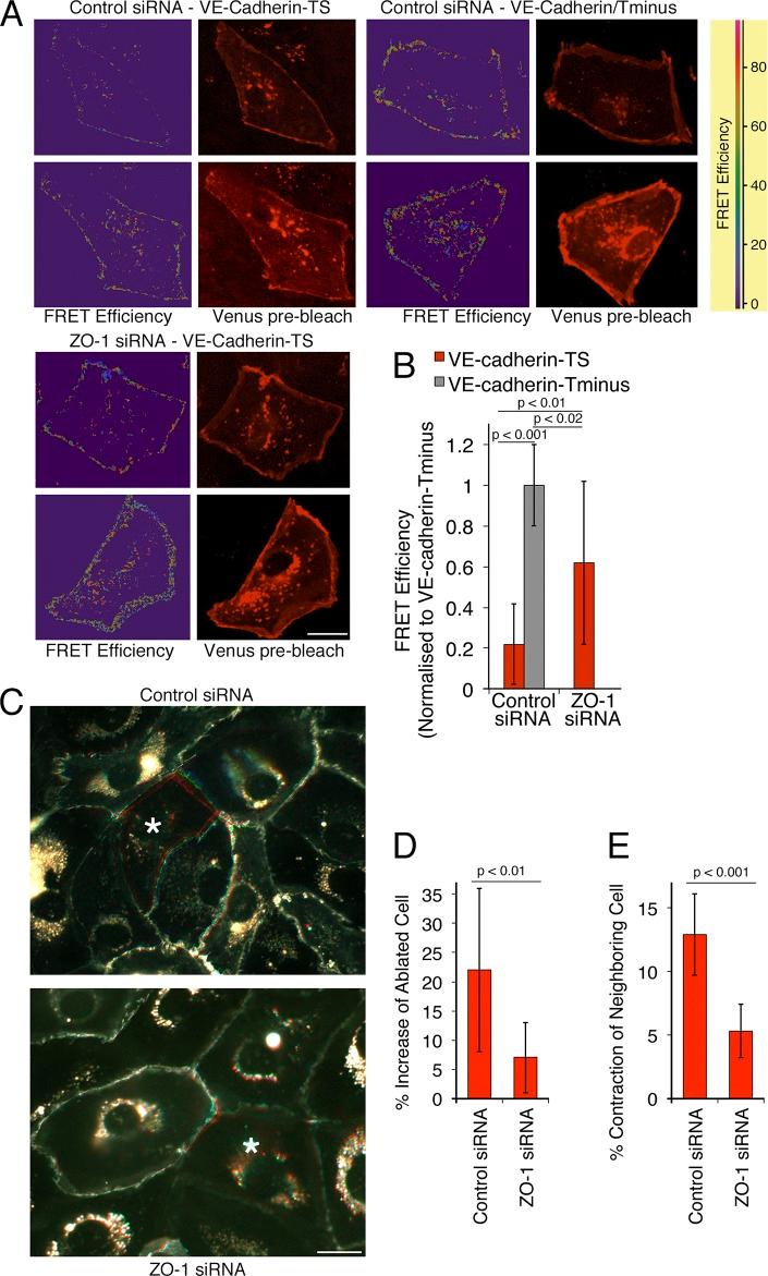 https://cdn.ncbi.nlm.nih.gov/pmc/blobs/4358/4362456/3568e1ca07e3/JCB_201404140_Fig2.jpg