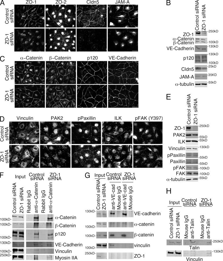 https://cdn.ncbi.nlm.nih.gov/pmc/blobs/4358/4362456/6b4ea988923e/JCB_201404140_Fig4.jpg