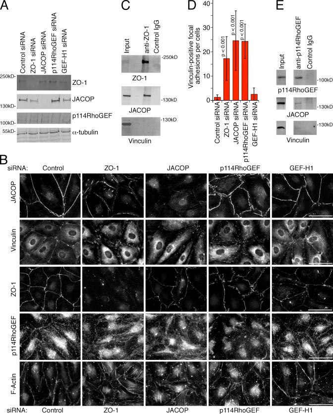 https://cdn.ncbi.nlm.nih.gov/pmc/blobs/4358/4362456/afa48173a11c/JCB_201404140_Fig9.jpg