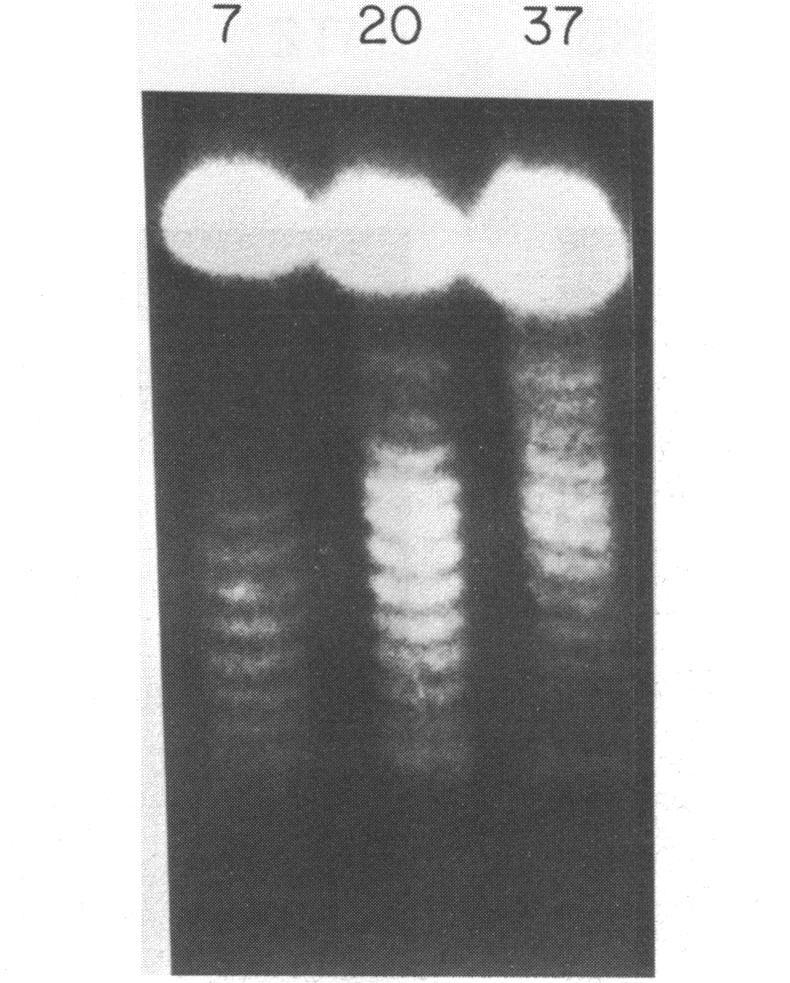 https://cdn.ncbi.nlm.nih.gov/pmc/blobs/4359/339946/1d03c6ee0b07/nar00268-0246-a.jpg