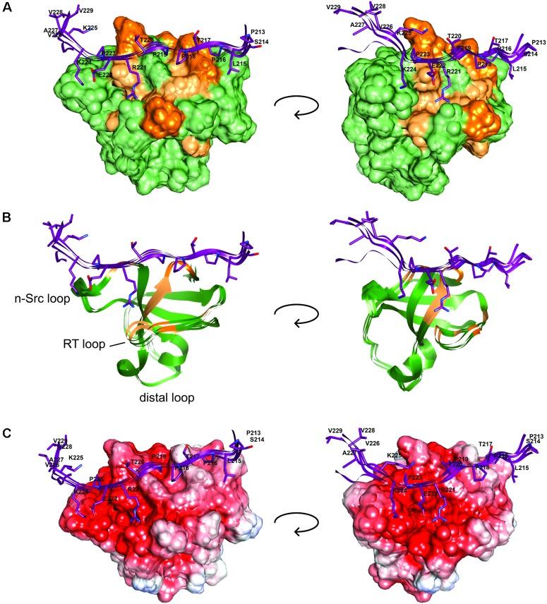 https://cdn.ncbi.nlm.nih.gov/pmc/blobs/4359/6246682/679c63fcc013/fnmol-11-00421-g004.jpg
