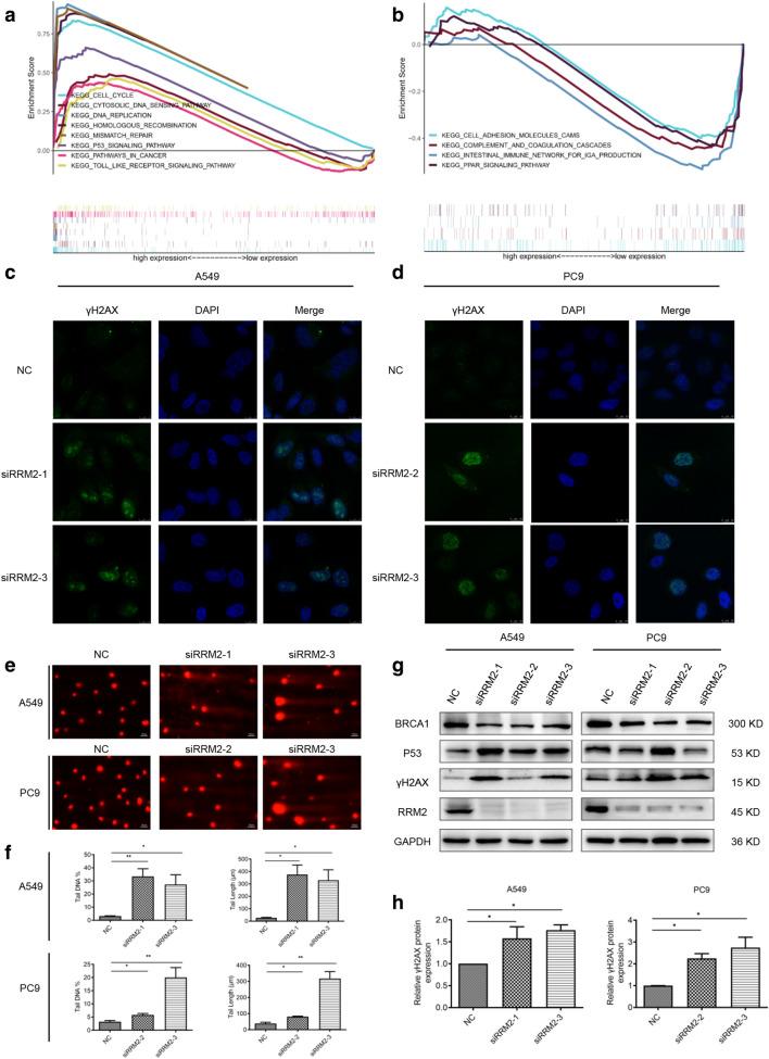 https://cdn.ncbi.nlm.nih.gov/pmc/blobs/4359/8051110/cfd8f0e4e71b/13578_2021_586_Fig4_HTML.jpg