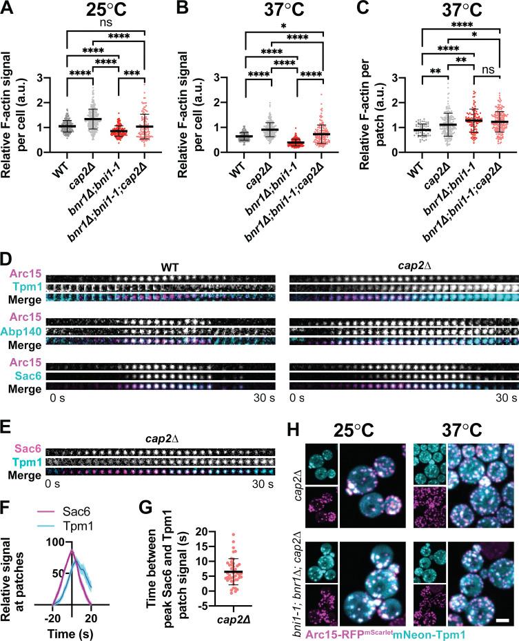 https://cdn.ncbi.nlm.nih.gov/pmc/blobs/435b/9929936/39bd763757b7/JCB_202209105_FigS4.jpg