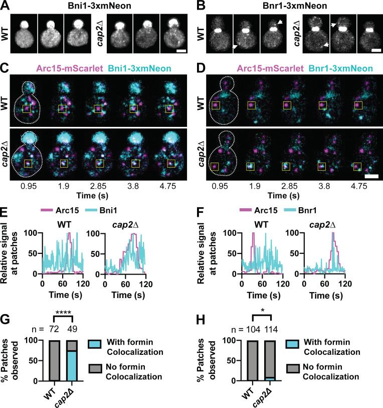 https://cdn.ncbi.nlm.nih.gov/pmc/blobs/435b/9929936/44c968497e32/JCB_202209105_Fig5.jpg
