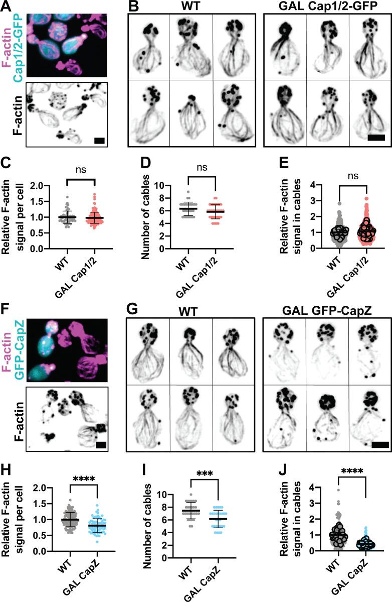 https://cdn.ncbi.nlm.nih.gov/pmc/blobs/435b/9929936/582d673f44ba/JCB_202209105_Fig3.jpg