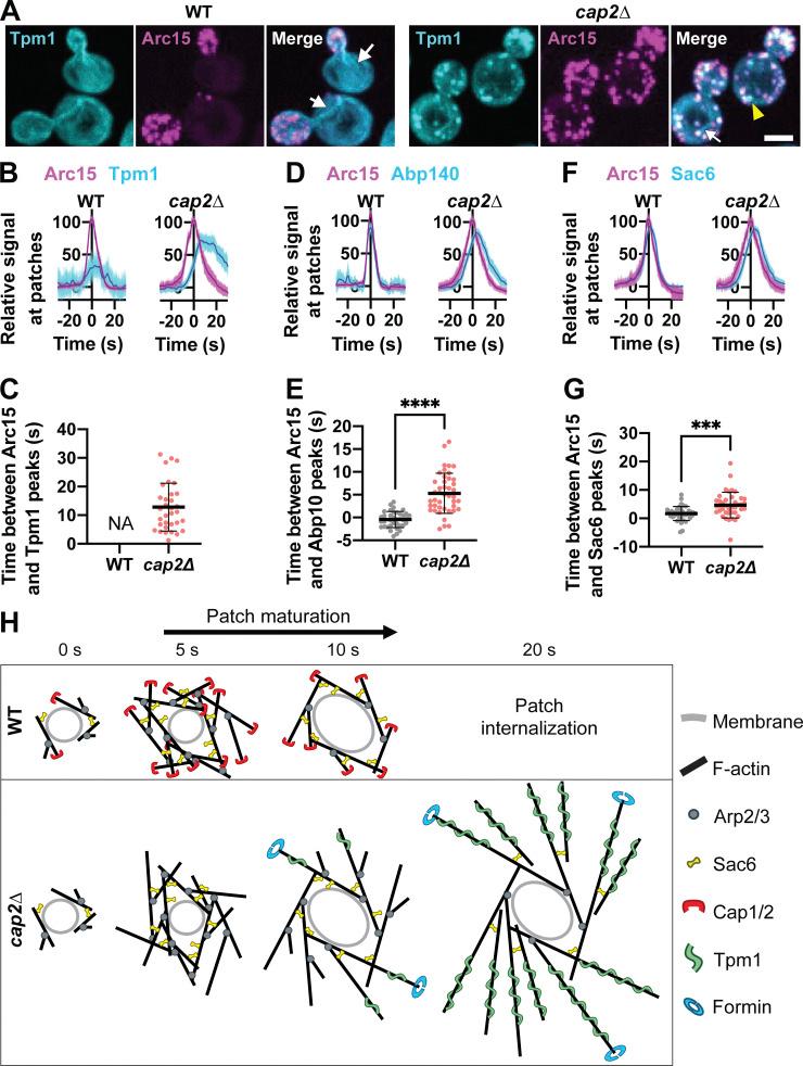 https://cdn.ncbi.nlm.nih.gov/pmc/blobs/435b/9929936/5c08eb525617/JCB_202209105_Fig6.jpg