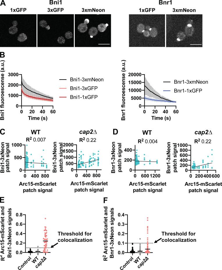 https://cdn.ncbi.nlm.nih.gov/pmc/blobs/435b/9929936/63e51892f163/JCB_202209105_FigS3.jpg