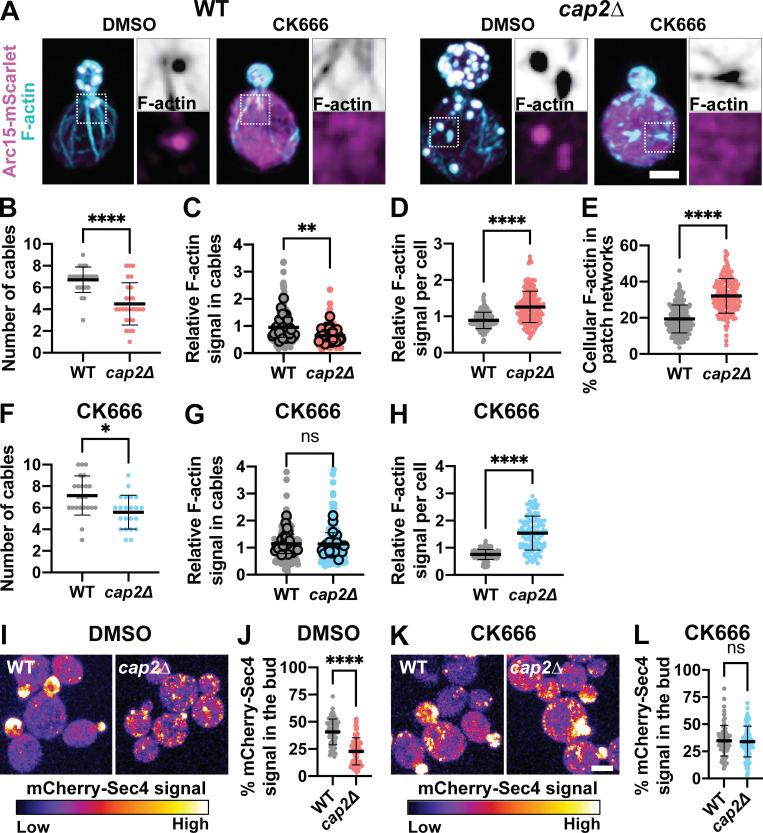 https://cdn.ncbi.nlm.nih.gov/pmc/blobs/435b/9929936/69bb5b50b593/JCB_202209105_Fig7.jpg