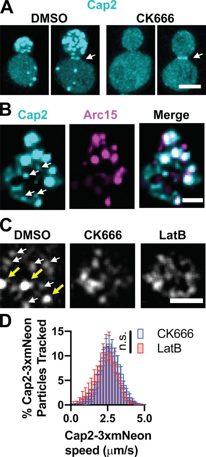 https://cdn.ncbi.nlm.nih.gov/pmc/blobs/435b/9929936/6c563cd8adc1/JCB_202209105_Fig4.jpg