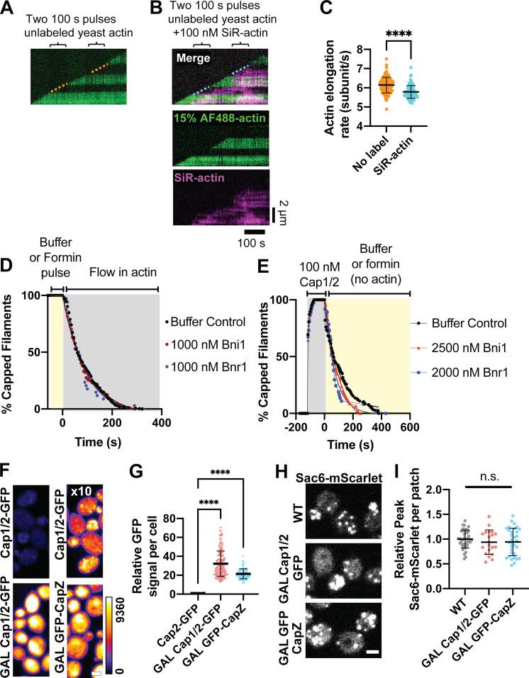 https://cdn.ncbi.nlm.nih.gov/pmc/blobs/435b/9929936/93471e004b8a/JCB_202209105_FigS2.jpg