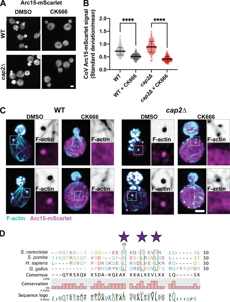https://cdn.ncbi.nlm.nih.gov/pmc/blobs/435b/9929936/c1615cc8d232/JCB_202209105_FigS5.jpg